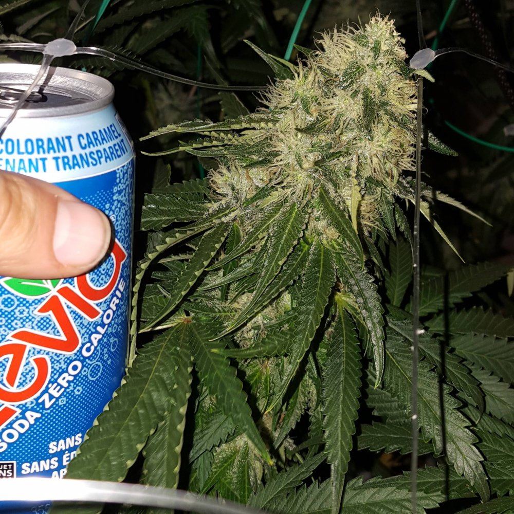 Razberry 35 days 2