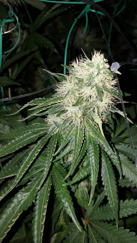 Razberry 35 days