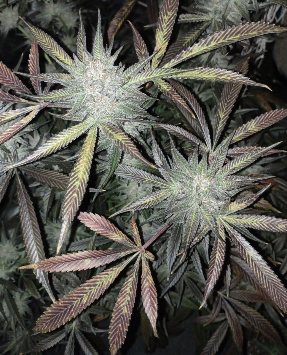 Rbbcoutdoor