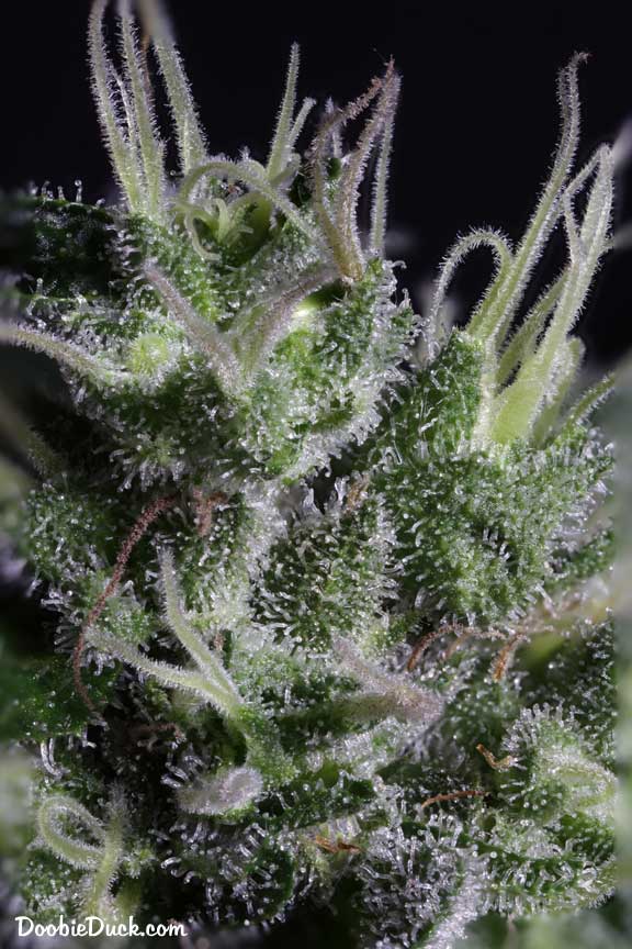 RBubble 6574 W
