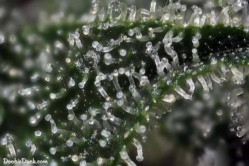 RBubble 6744 W