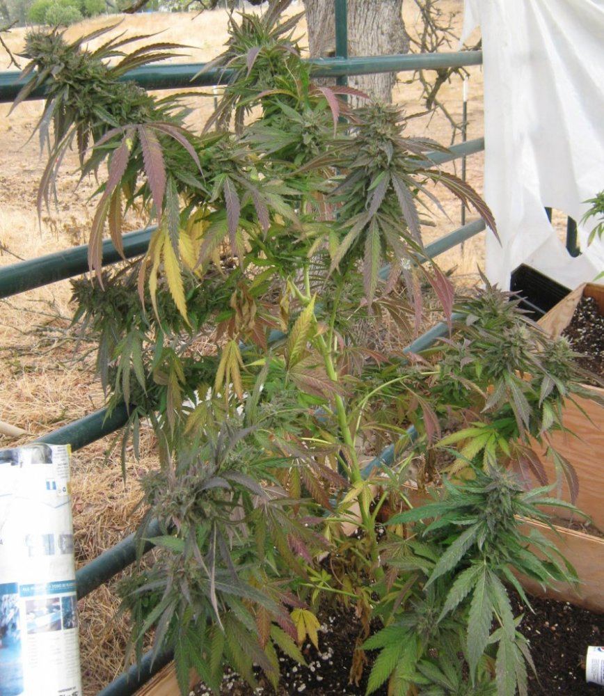 RC7plant10 12