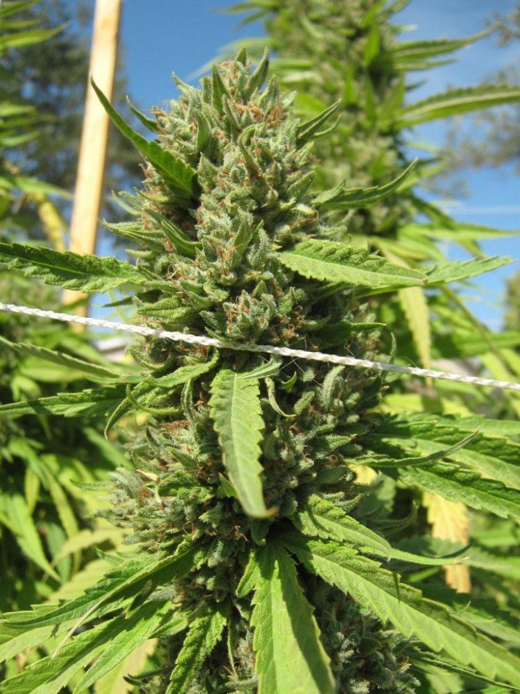 RC6closeup10 6