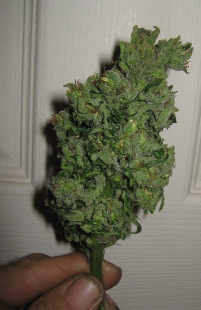 RCtrimmed416
