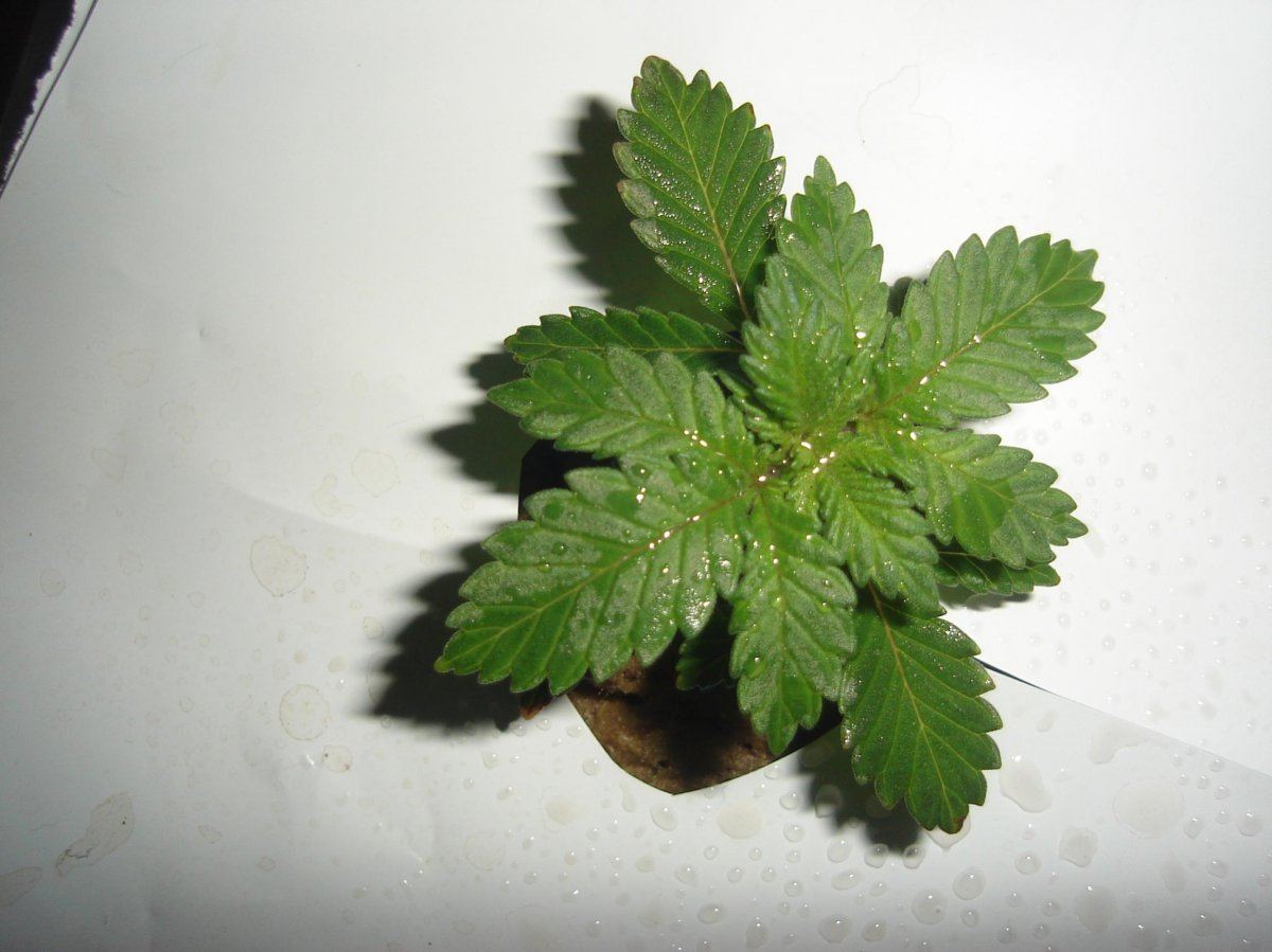 Rds winter dwc grow 2
