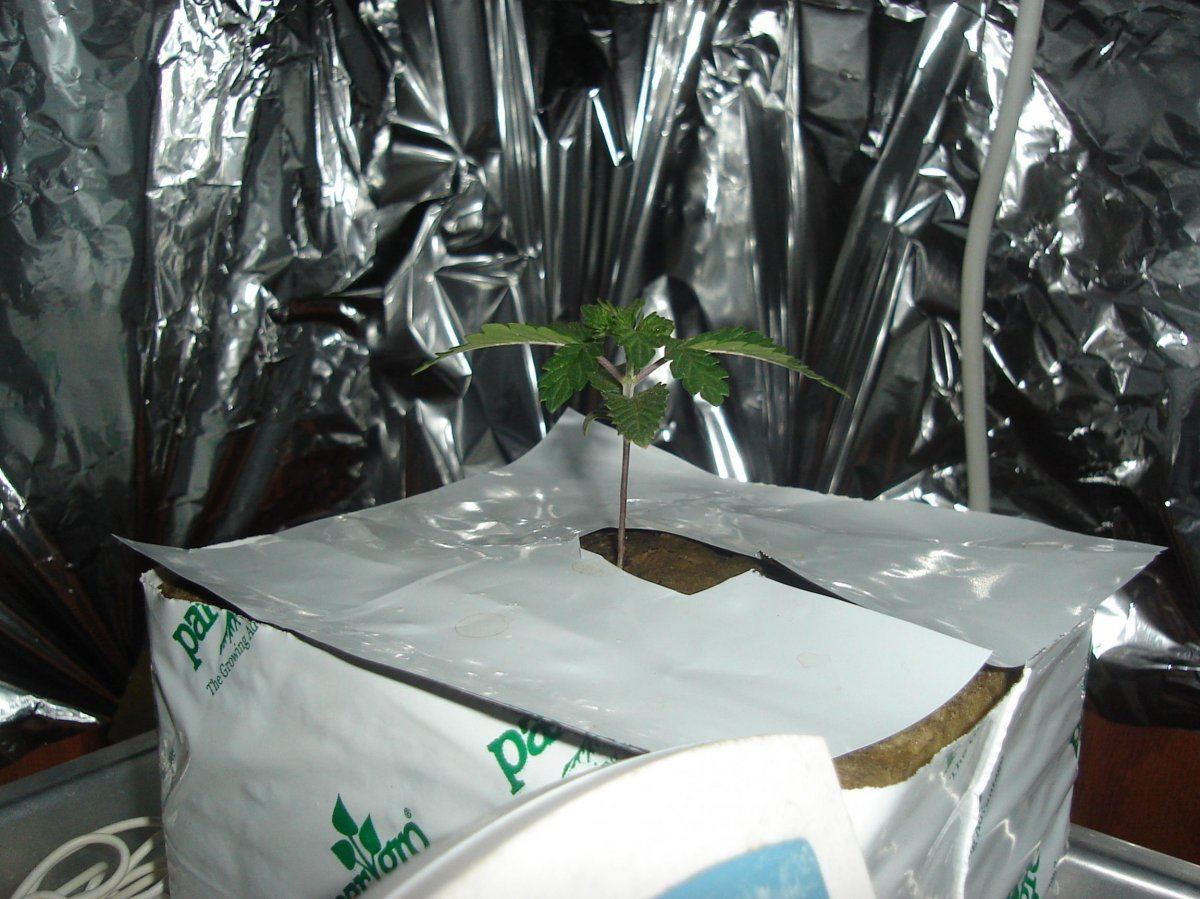 Rds winter dwc grow