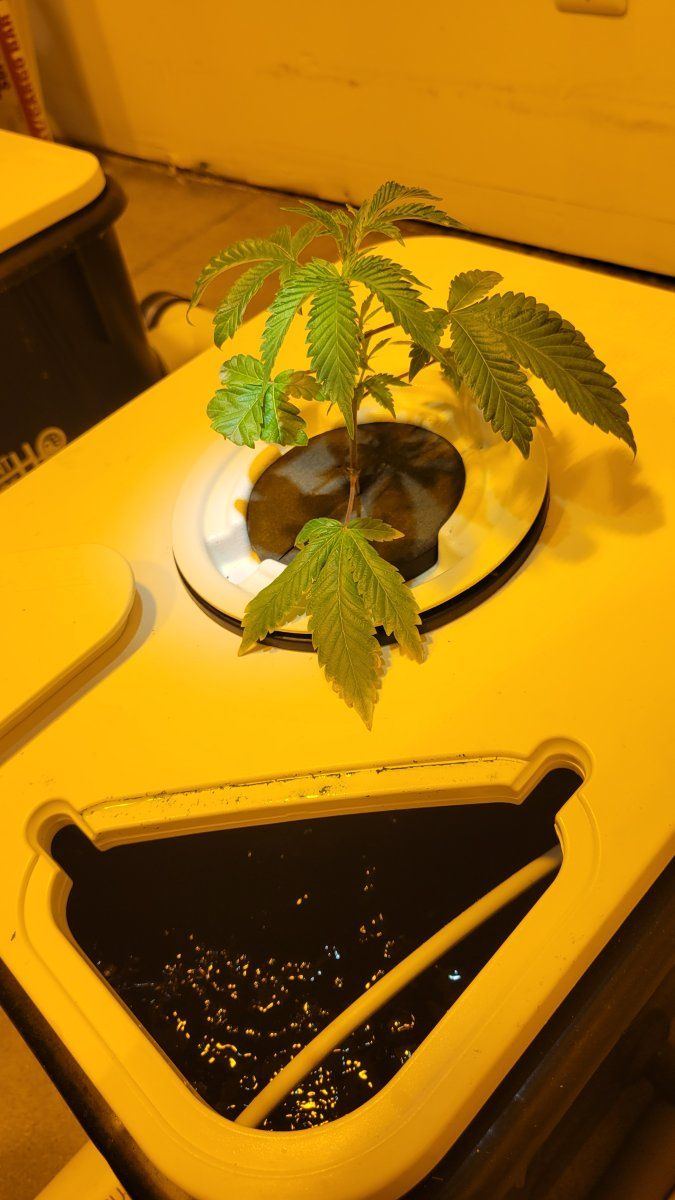 Rdwc droopy leafs using ro water 4