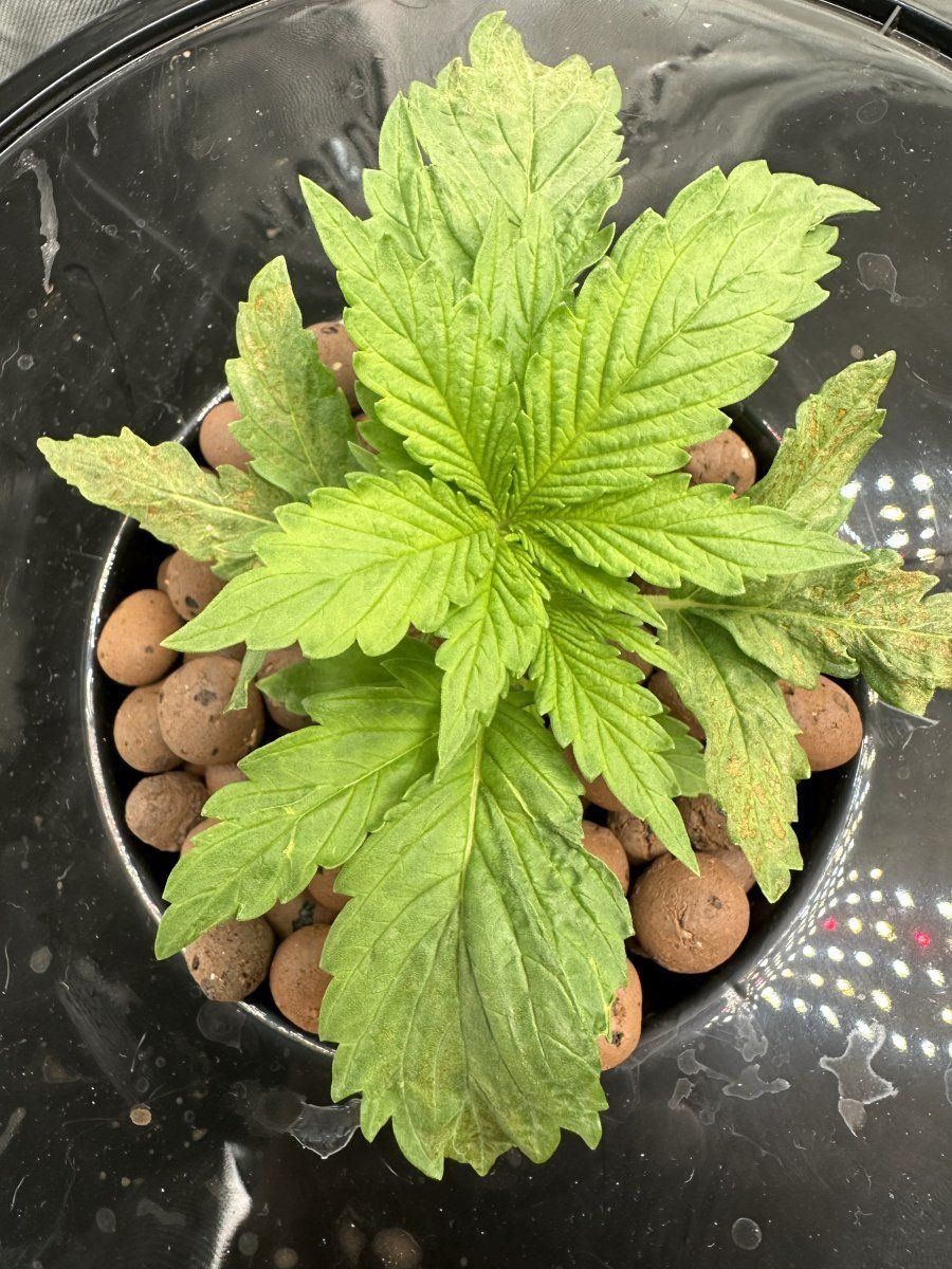 Rdwc grow need helpdiagnosis 3