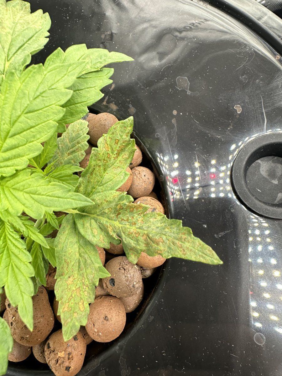 Rdwc grow need helpdiagnosis 4