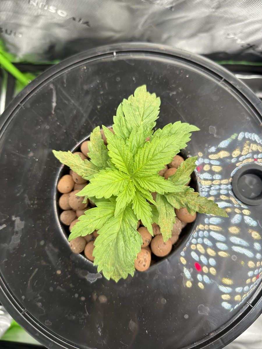 Rdwc grow need helpdiagnosis 5