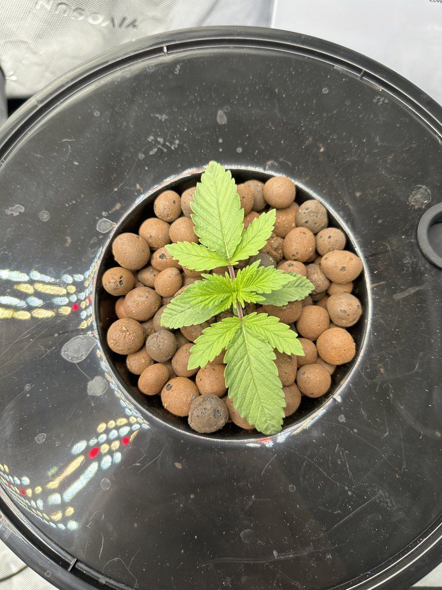 Rdwc grow need helpdiagnosis 6