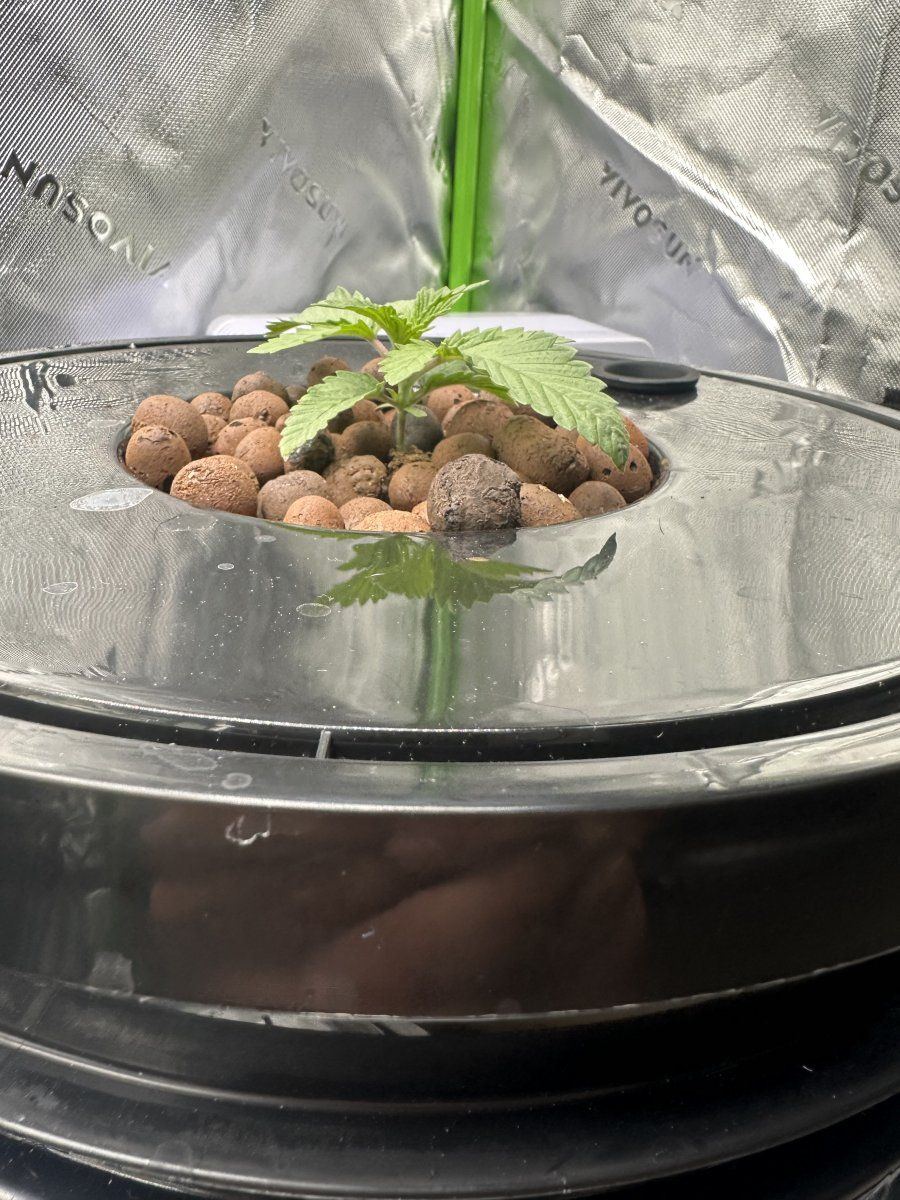 Rdwc grow need helpdiagnosis 7