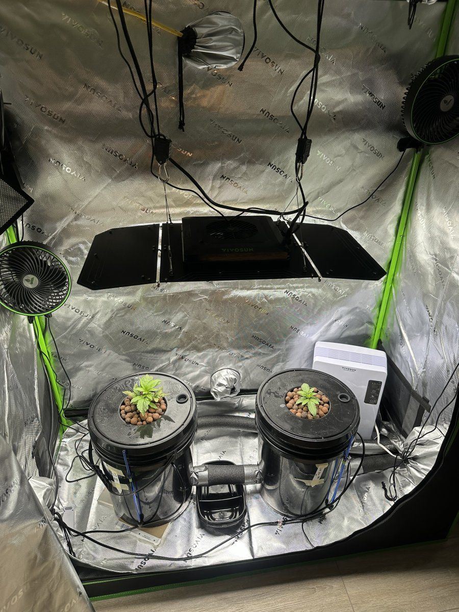 Rdwc grow need helpdiagnosis 8
