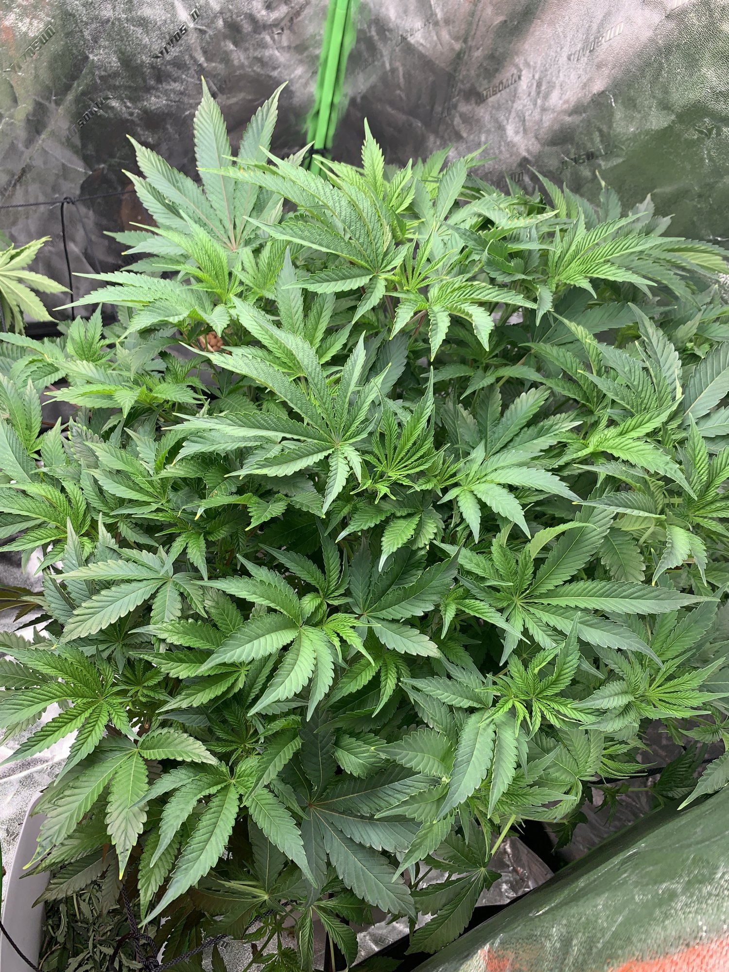 Rdwc platinum granddaddy purple and her unknown roommate 3
