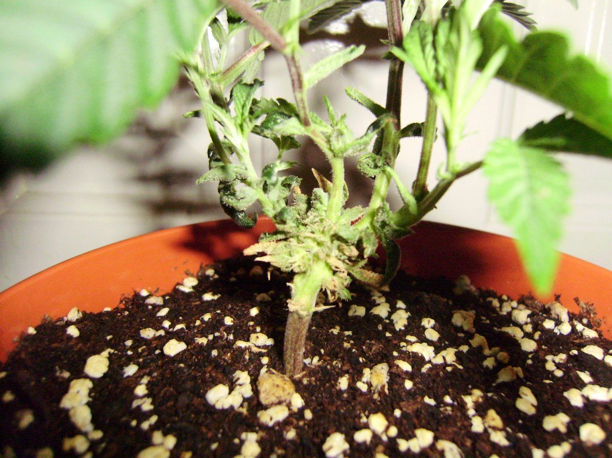 Re veggin white bubba