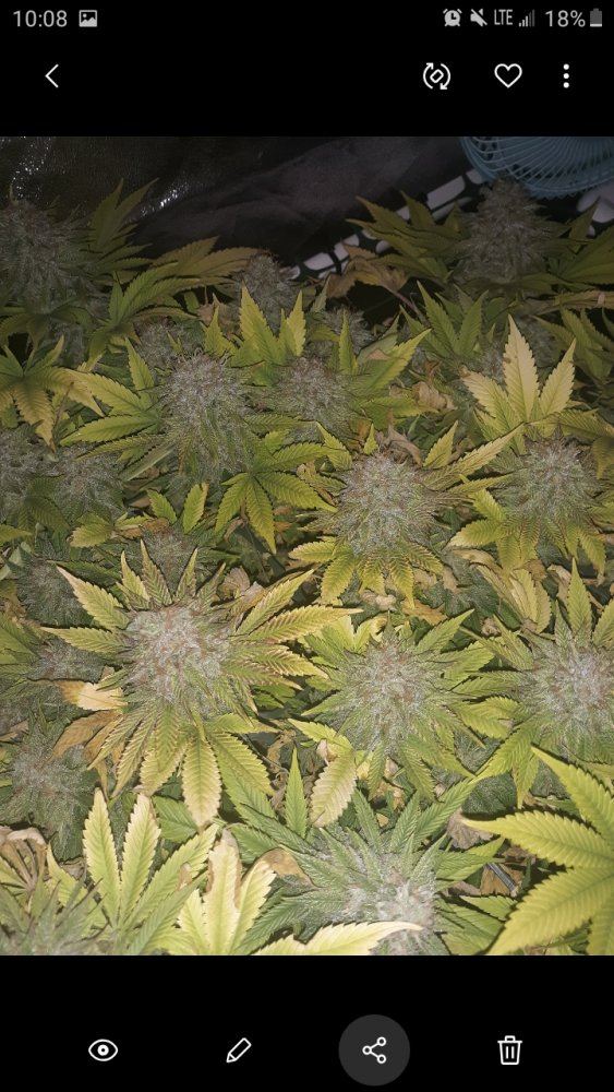 Ready for harvest or wait for more amber trichomes 4