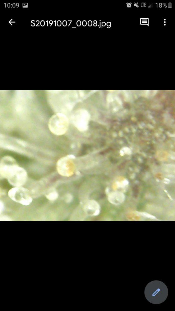 Ready for harvest or wait for more amber trichomes 5