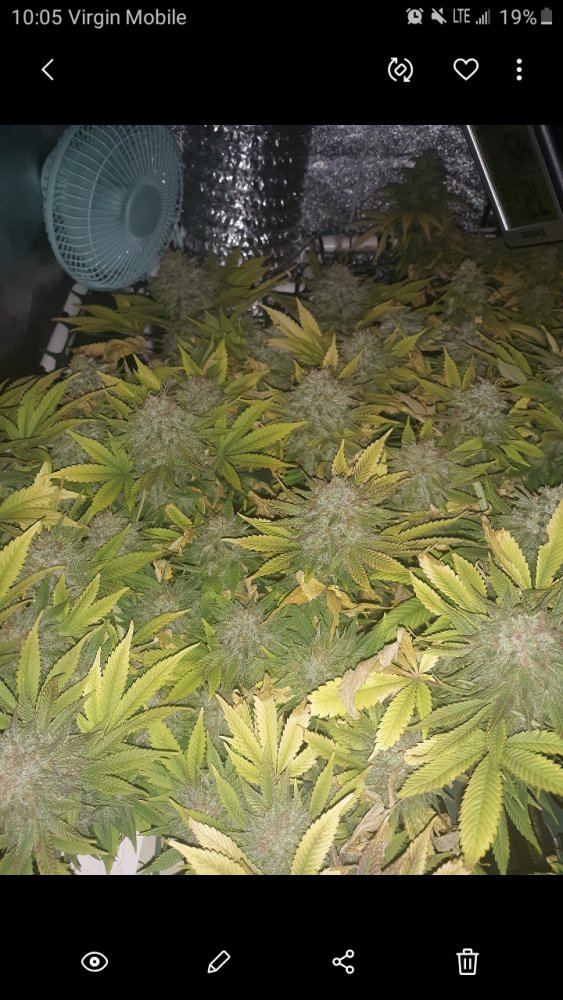 Ready for harvest or wait for more amber trichomes