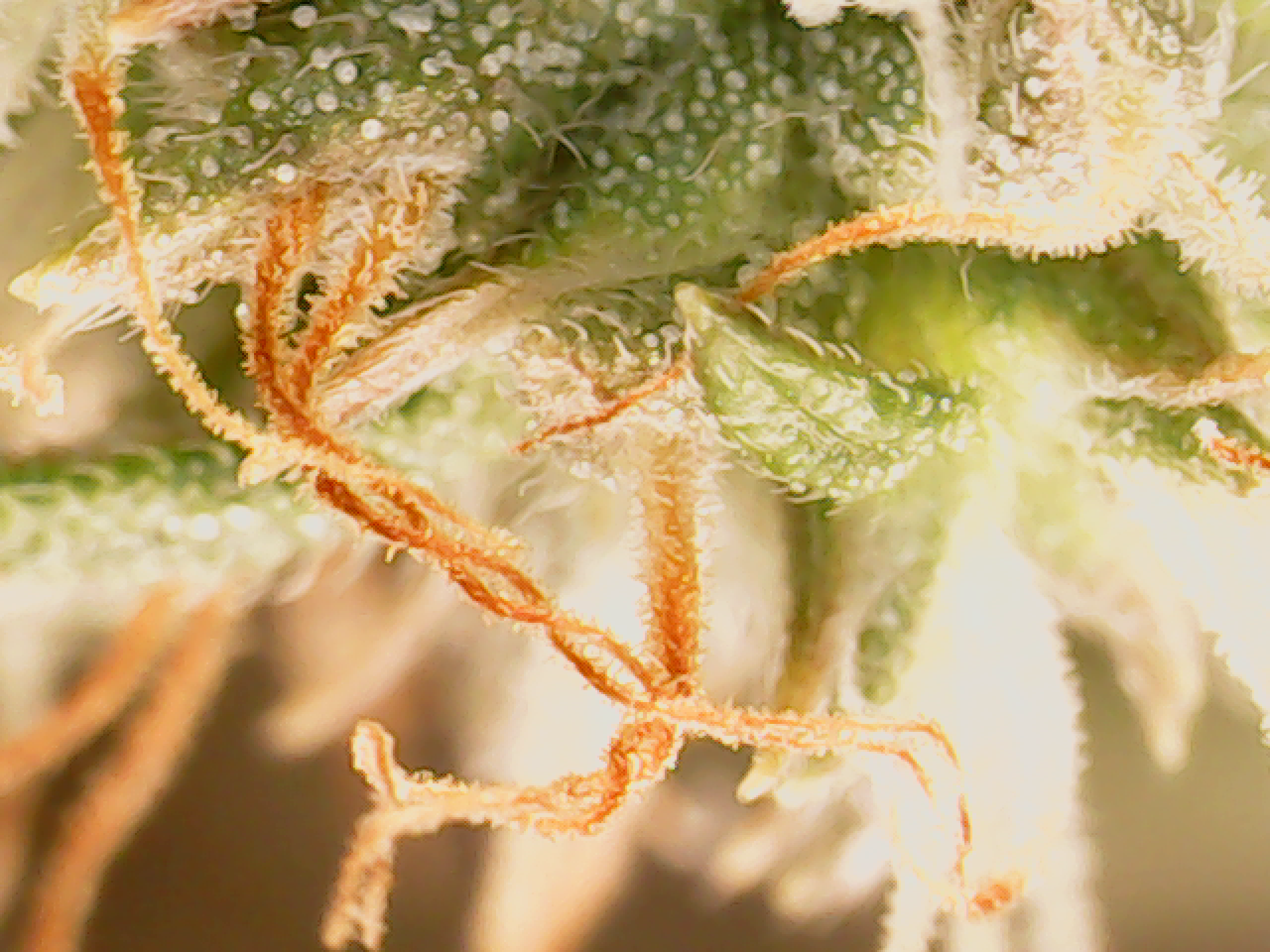 Ready for harvest trichome check 2