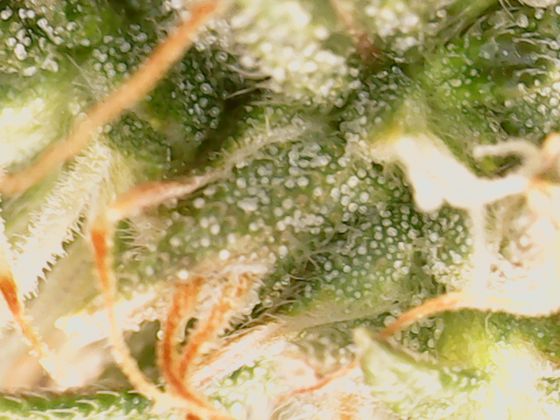 Ready for harvest trichome check