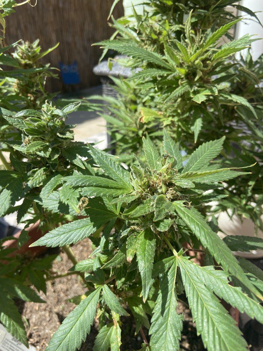 Ready to harvest bud rot or caterpillars 5
