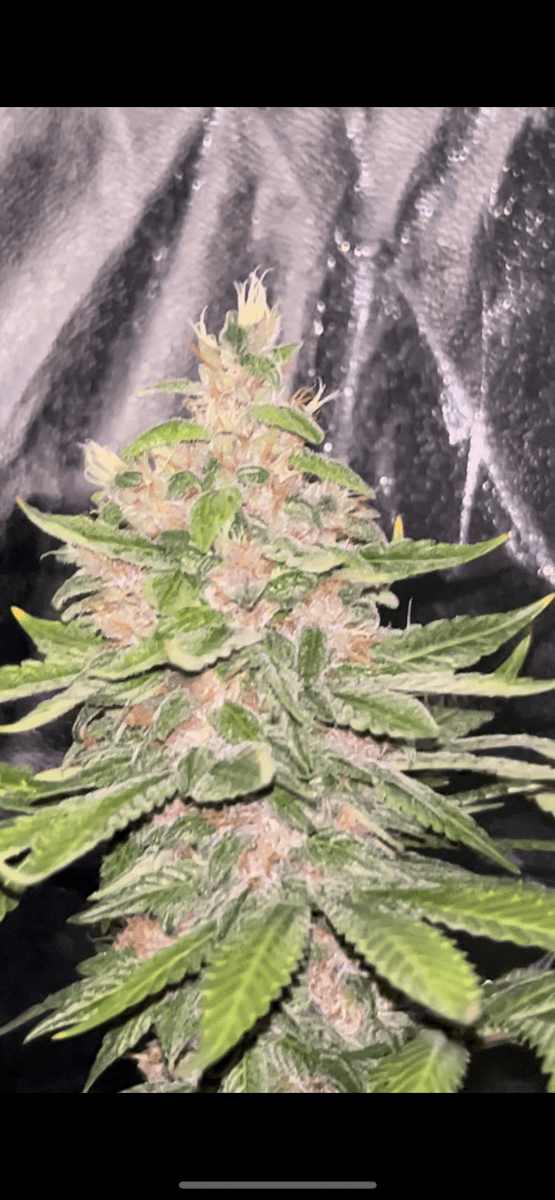 Ready to harvest or not 3