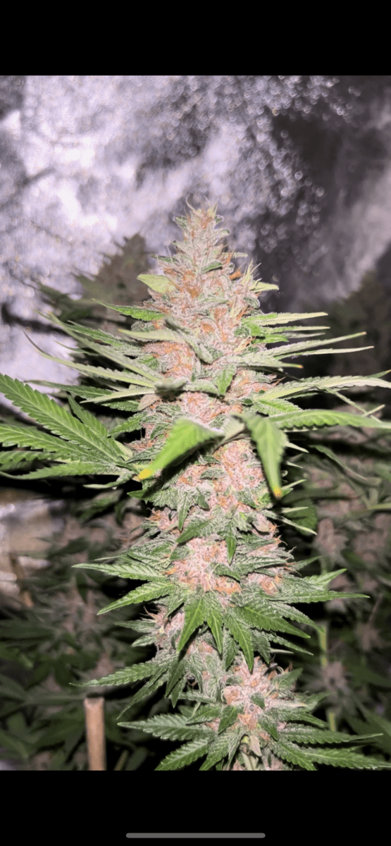 Ready to harvest or not 4