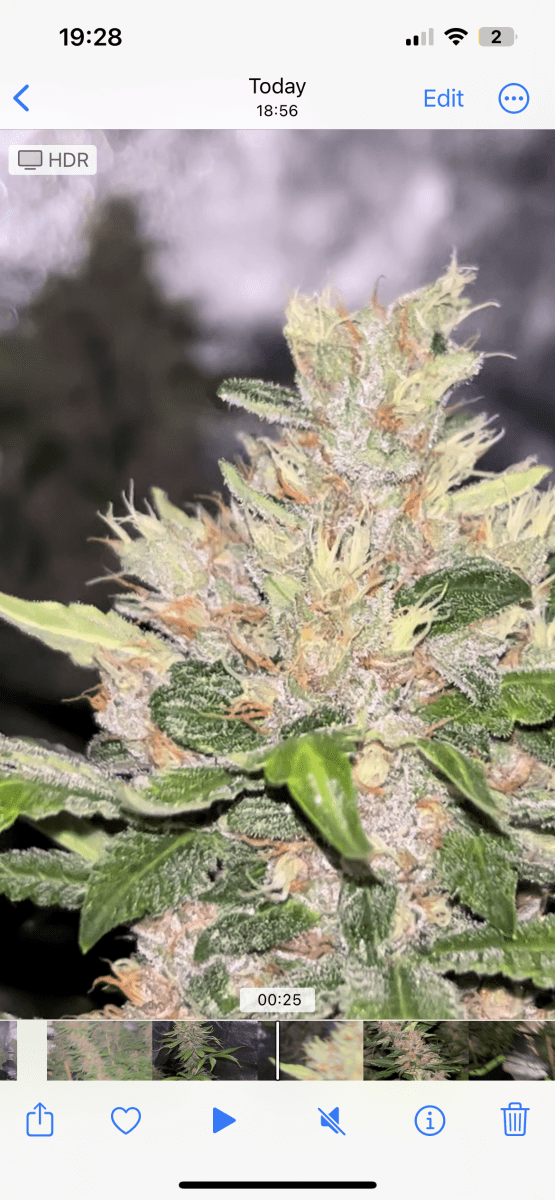 Ready to harvest or not 5
