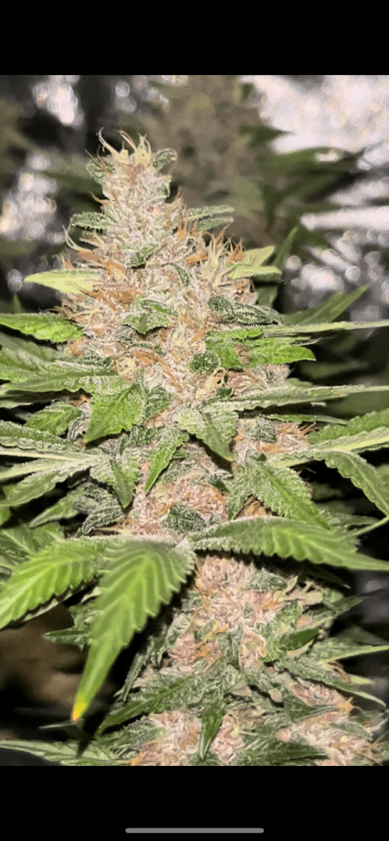 Ready to harvest or not 6