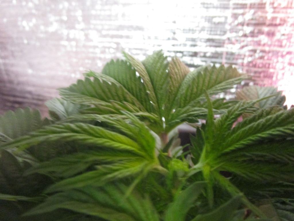 Real light 009