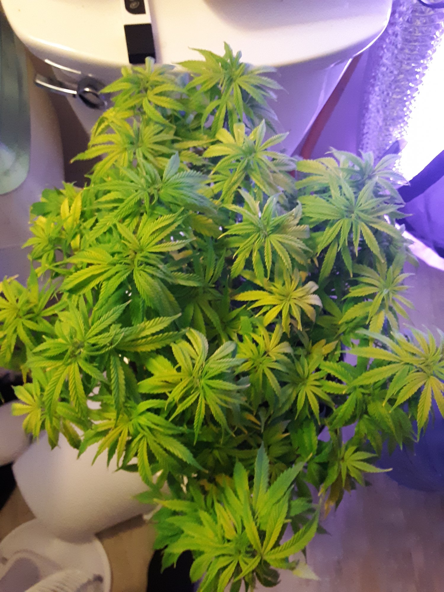 Really need help i dont know whats happening to my plants 2