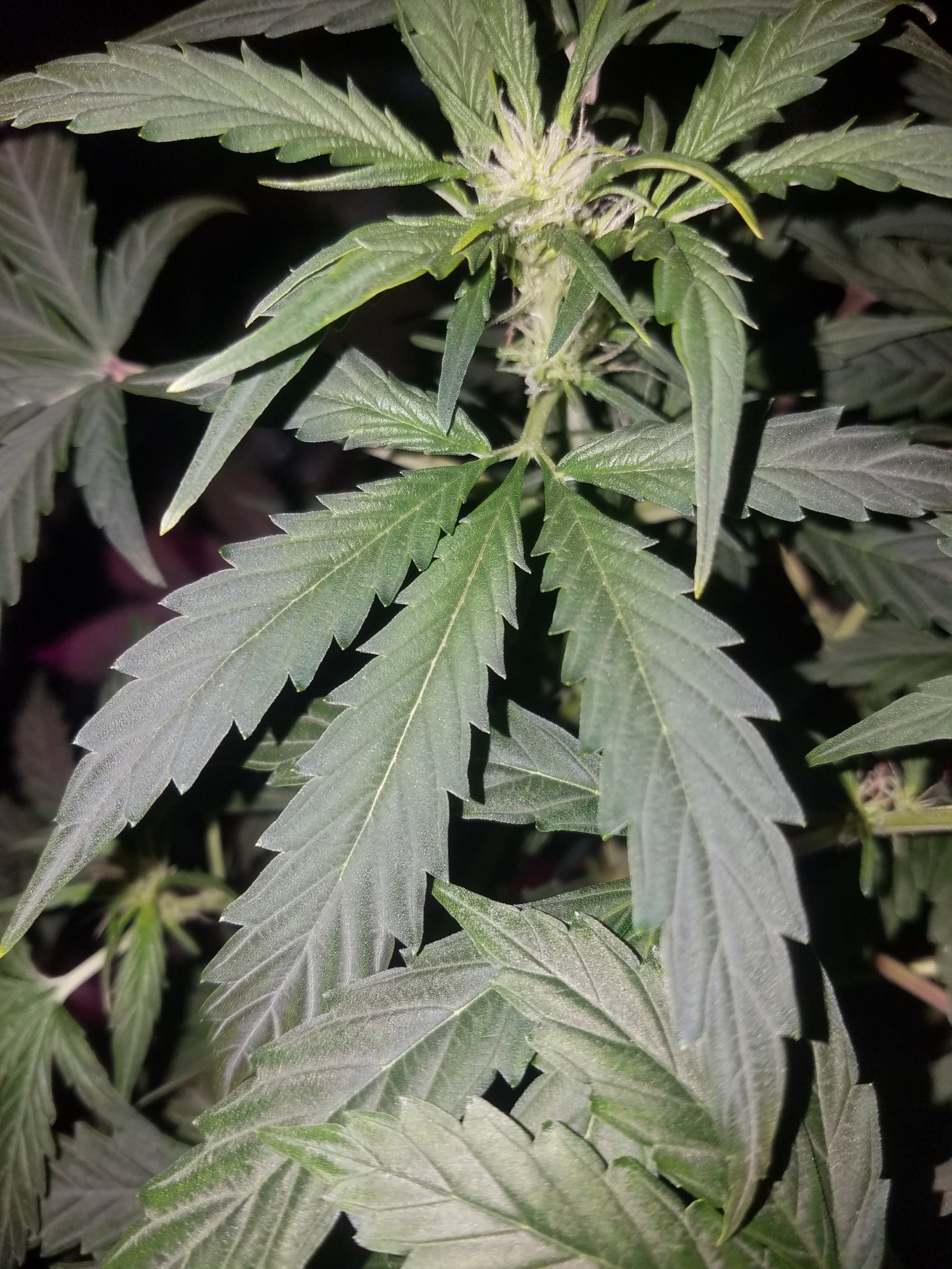 Really weird leaves nyc diesal auto