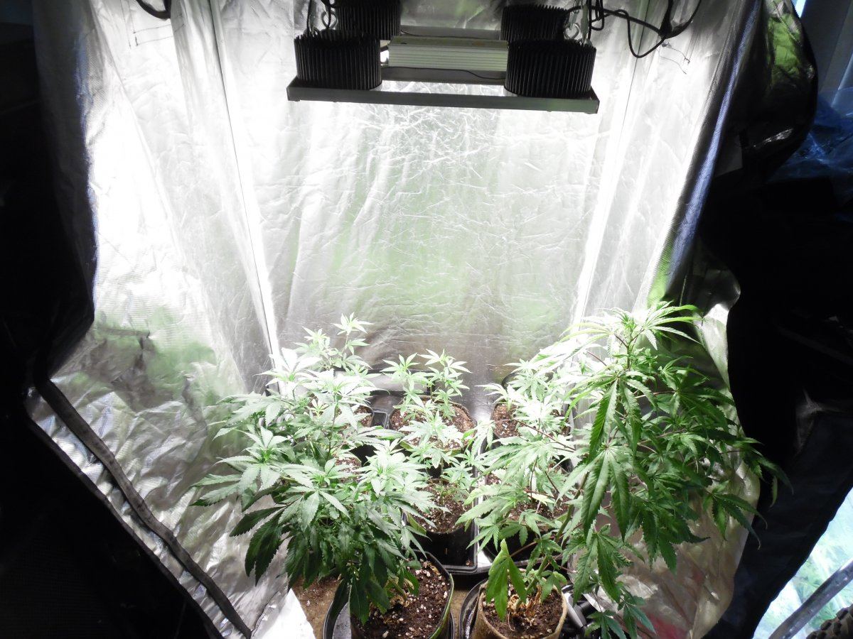 Realstyles organic led grow 3