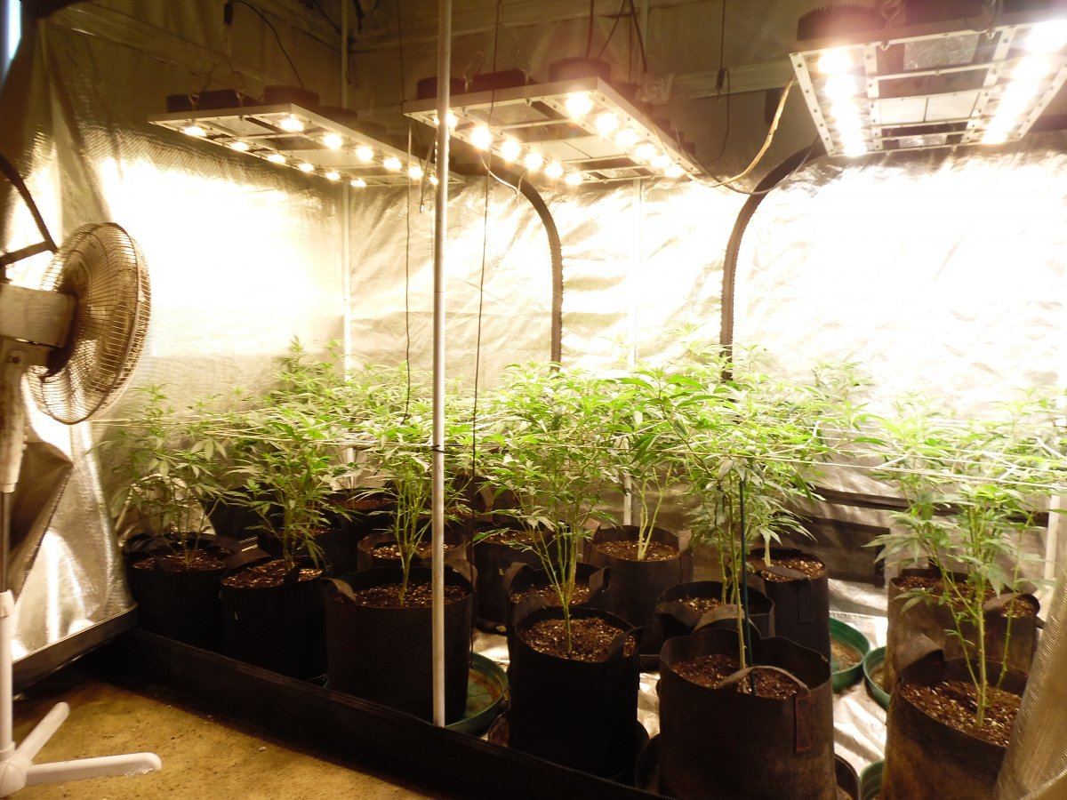 Realstyles organic led grow 4
