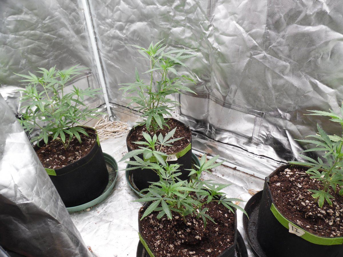 Realstyles organic led grow