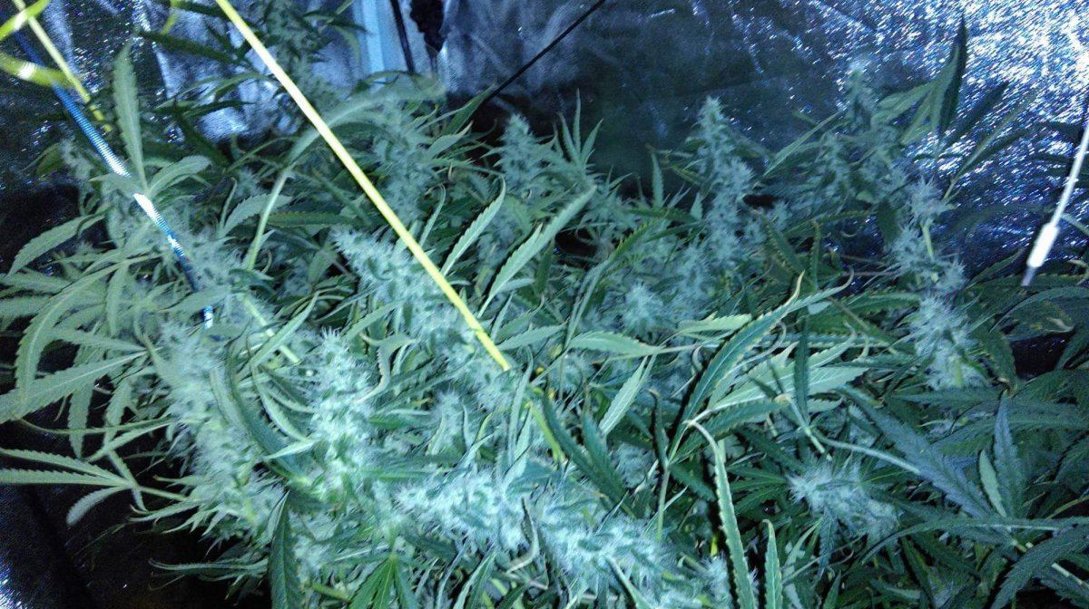 Received 1199337170090514