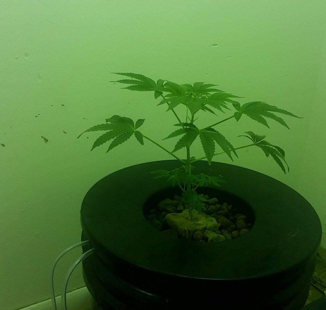 Received 1304549749585094