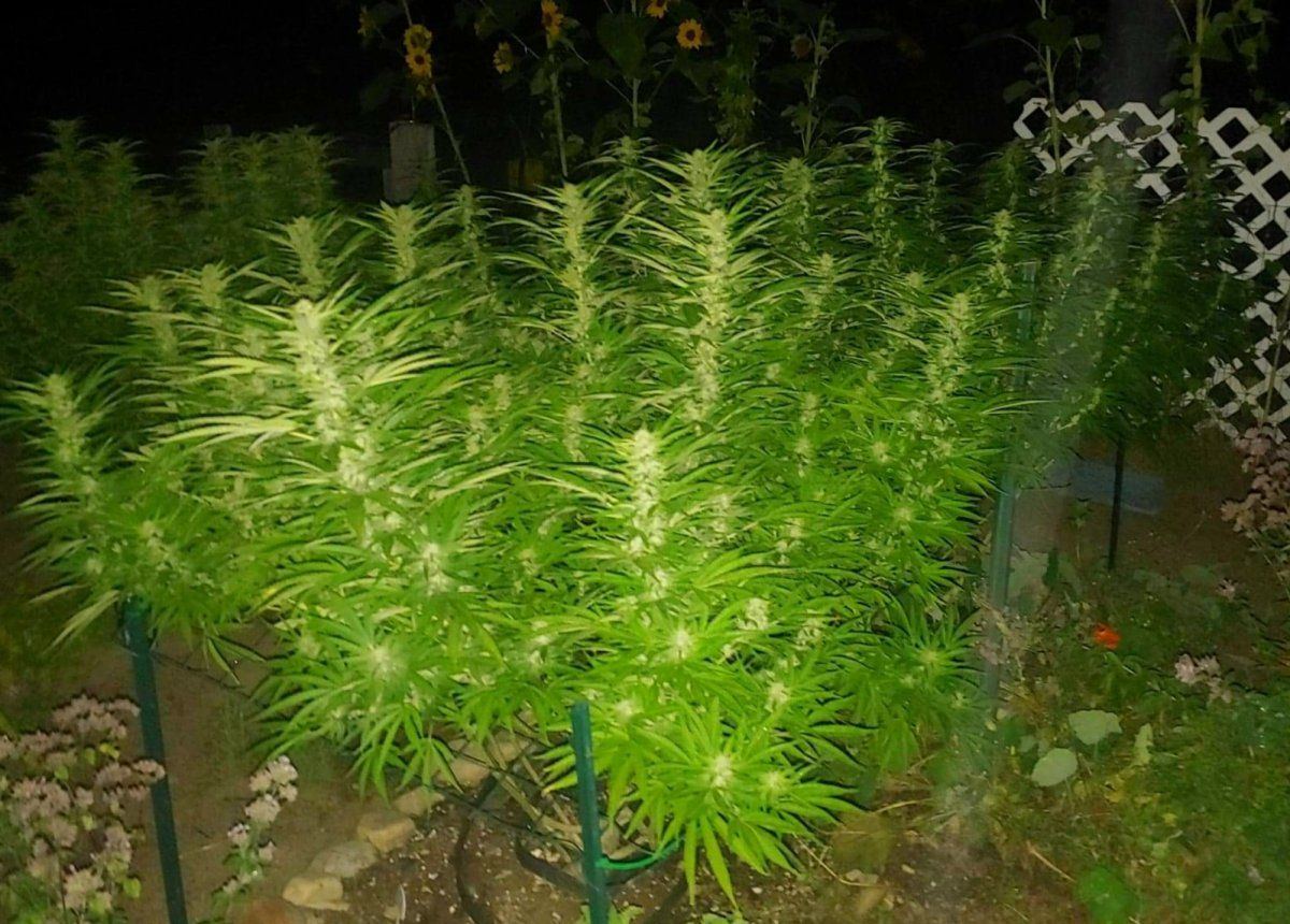 Received 608075650780483