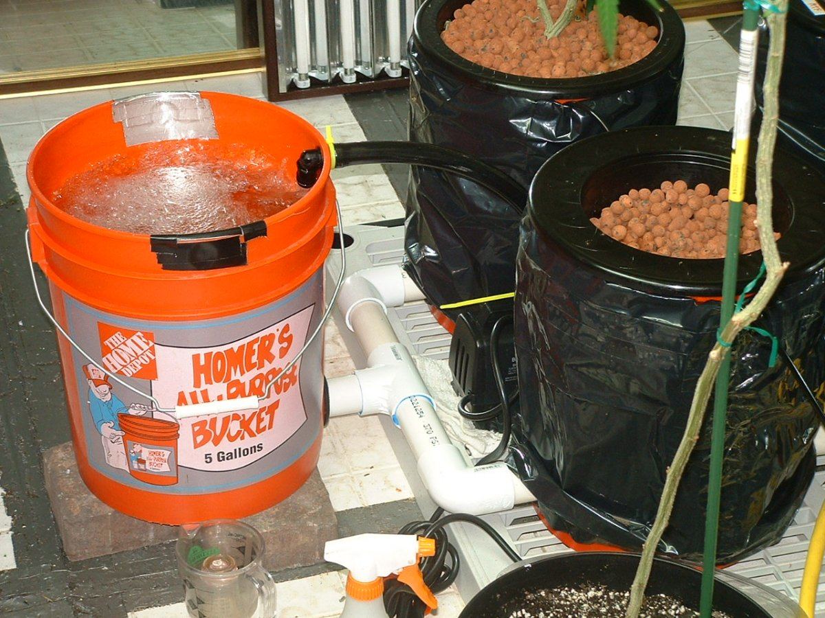 Recirculating deep water culture 5 gallon system 4