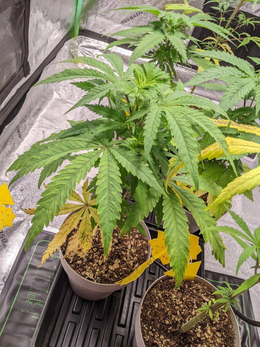 Recommendations for my ailing cannabis plant 3