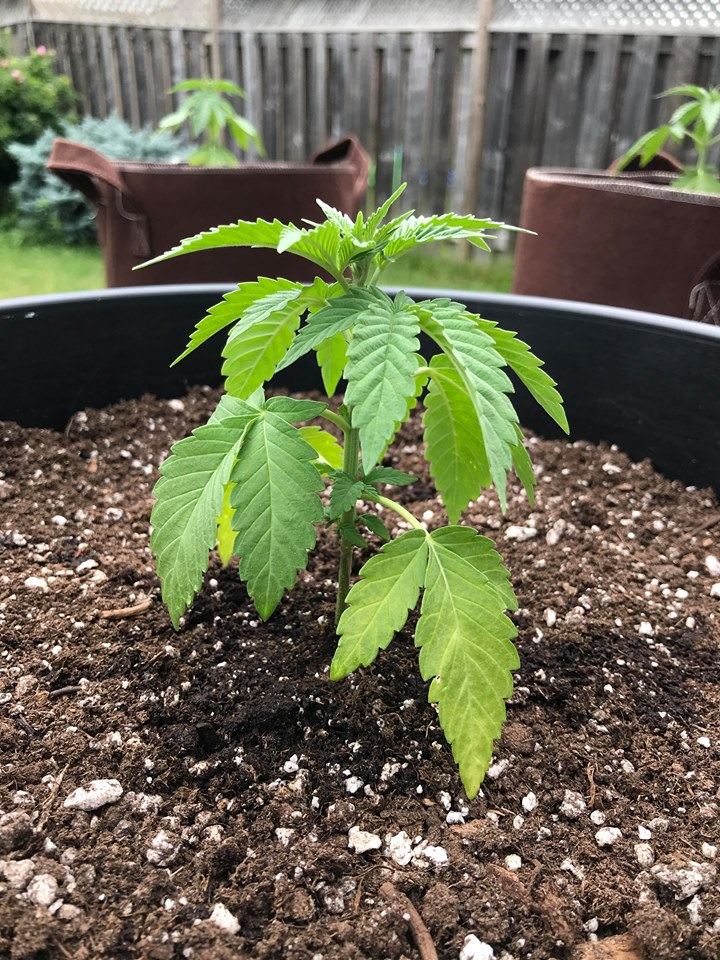 Recovering Overwatered plants? - THCFarmer