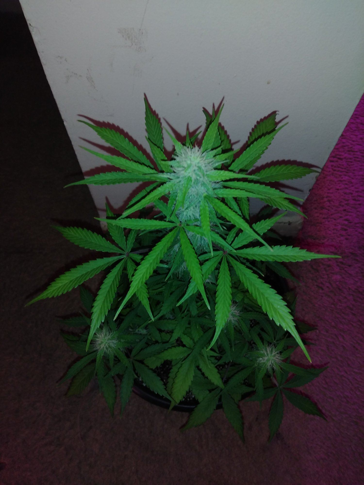 Red dwarf grown by 2 lightbulbs from home depo 2