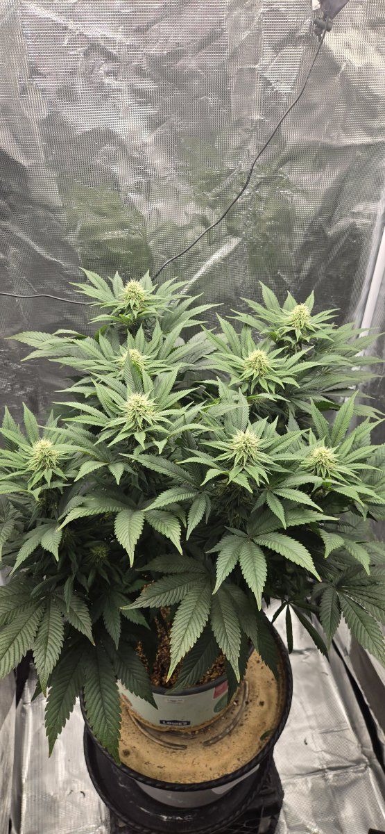 Red poison Auto 94 days 012425