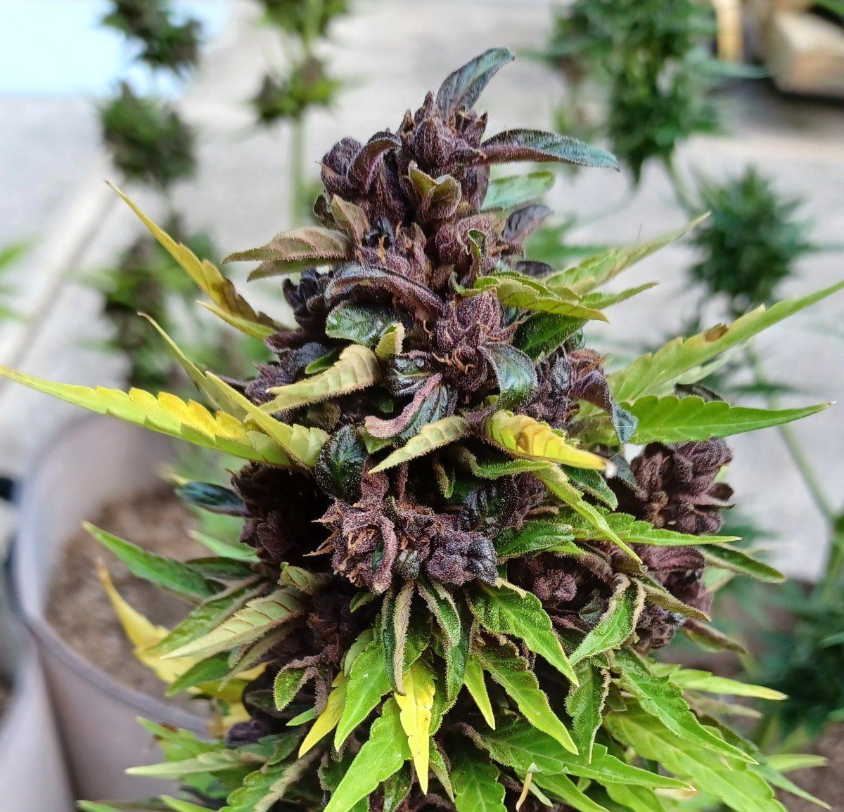 Red Pure CBD Auto