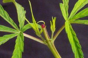 Red sap 2