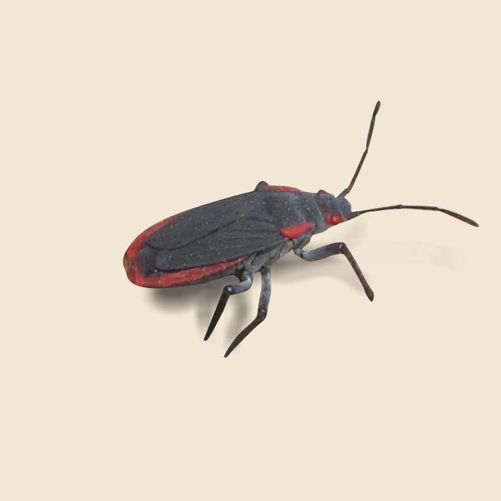 Red Shouldered Bugs Hero 1