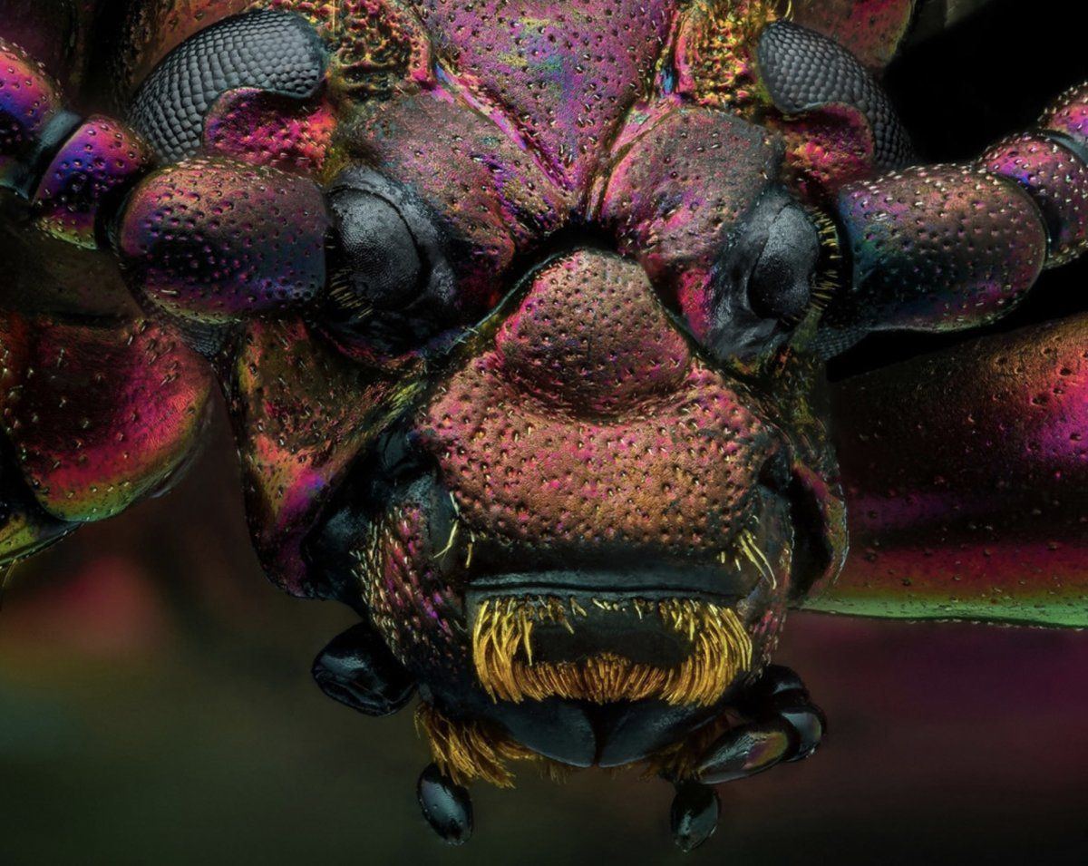 Red speckled jewel beetle 