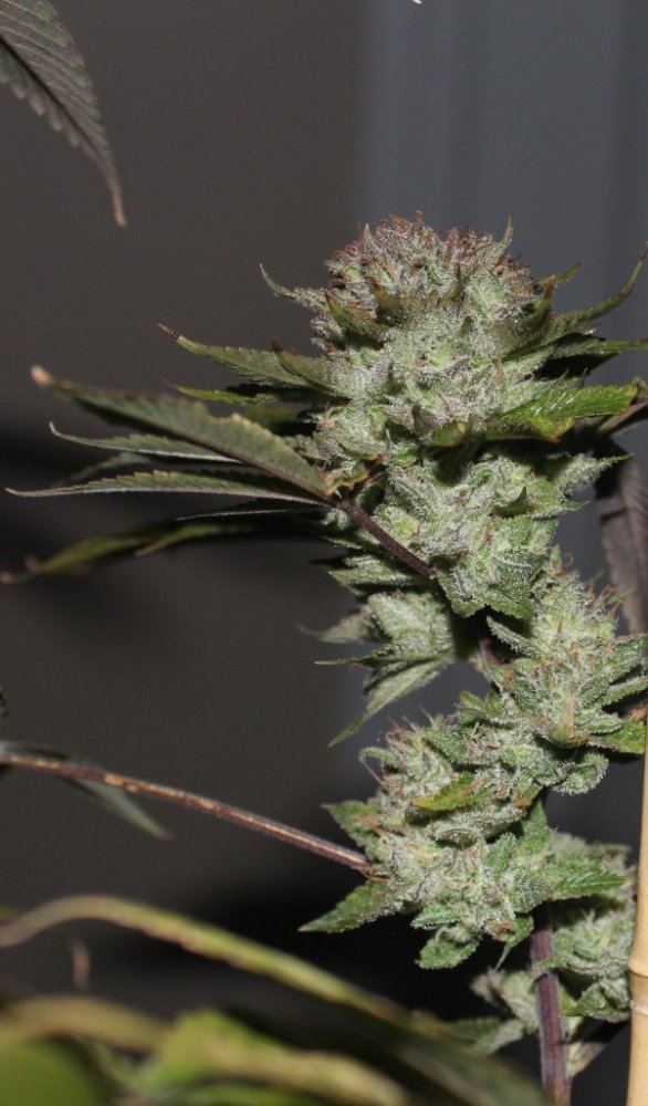 Red stem yeti f3 from seed