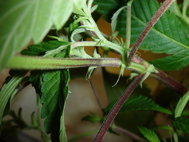 Red stems 005