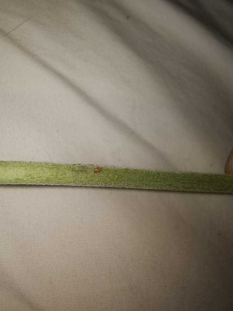 Red substance from stem and spotting damage on leaf any ideas 5